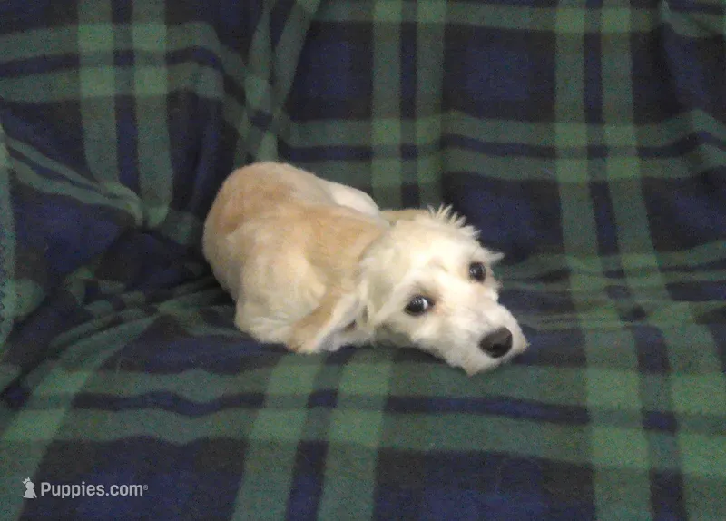 Chip, non-shedding, in home raised