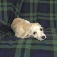 Chip, non-shedding, in home raised, a male Maltipoo for sale in Interlochen, MI – Photo 1 of 2