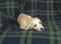 Chip, non-shedding, in home raised, a male Maltipoo for sale in Interlochen, MI – Photo 1 of 2