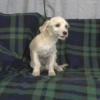 Chip, non-shedding, in home raised, a male Maltipoo for sale in Interlochen, MI – Photo 2 of 2