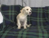 Chip, non-shedding, in home raised, a male Maltipoo for sale in Interlochen, MI – Photo 2 of 2