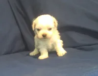 Jade - Tiny Teacup, a female Maltipoo for sale in Interlochen, MI – 5 of 7