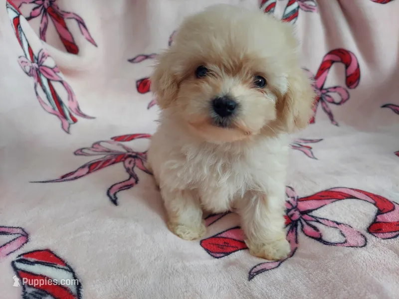 Autumn is in home raised, non-shedding – Maltipoo puppy for sale in Interlochen, MI