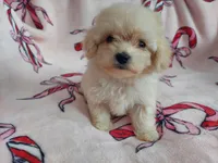 Autumn is in home raised, non-shedding, a female Maltipoo for sale in Interlochen, MI – Photo 1 of 4
