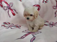 Autumn is in home raised, non-shedding, a female Maltipoo for sale in Interlochen, MI – Photo 4 of 4