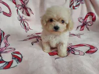 Autumn is in home raised, non-shedding, a female Maltipoo for sale in Interlochen, MI – Photo 2 of 4