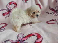 Autumn is in home raised, non-shedding, a female Maltipoo for sale in Interlochen, MI – Photo 3 of 4