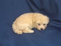 Zeus is in home raised & non-shedding, a male Maltese and Poodle - Toy  for sale in Interlochen, MI – 2 of 6