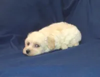 Zelda - non-shedding, in home raised, a female Maltipoo for sale in Interlochen, MI – 6 of 6