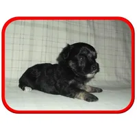 Michigan Lacey, a  Maltipoo for sale in Interlochen, MI – Photo 5 of 10