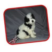 Michigan Lacey, a  Maltipoo for sale in Interlochen, MI – Photo 3 of 10