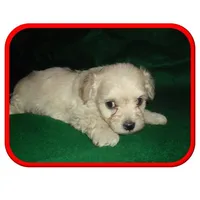 Michigan Lacey, a  Maltipoo for sale in Interlochen, MI – Photo 7 of 10