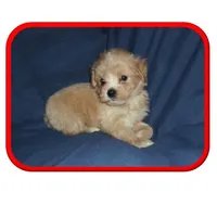 Michigan Lacey, a  Maltipoo for sale in Interlochen, MI – Photo 6 of 10