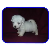 Michigan Lacey, a  Maltipoo for sale in Interlochen, MI – Photo 8 of 10