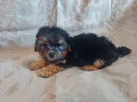Micky- in-home raised, non-shedding, a male Maltipoo for sale in Interlochen, MI – 3 of 4