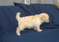 Zelda - non-shedding, in home raised, a female Maltipoo for sale in Interlochen, MI – 4 of 6