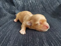 Hakea, in home raised, a female Maltipoo for sale in Interlochen, MI – Photo 2 of 4