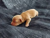 Hakea, in home raised, a female Maltipoo for sale in Interlochen, MI – Photo 3 of 4