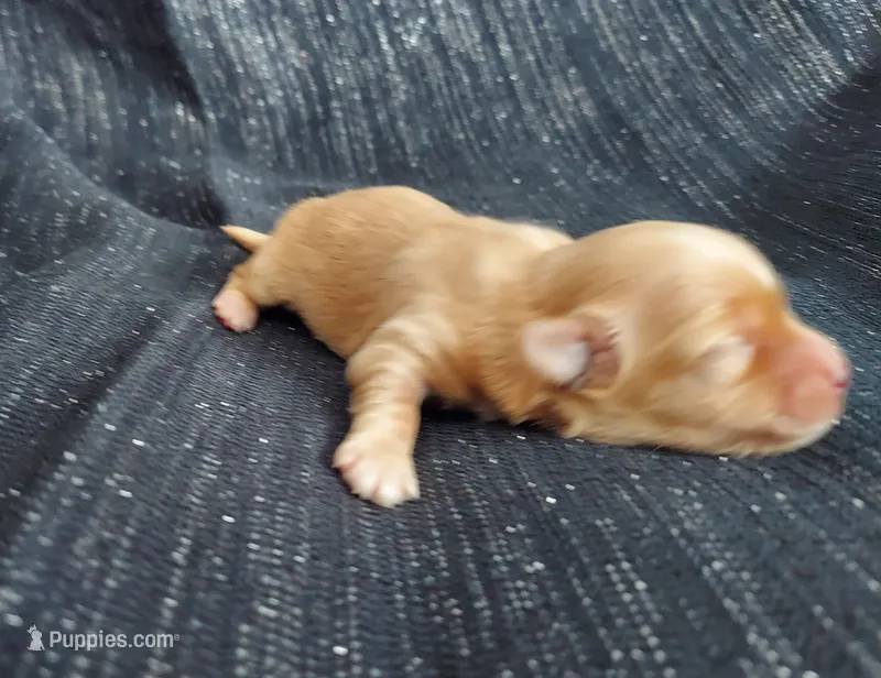 Hakea, in home raised
