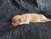 Hakea, in home raised, a female Maltipoo for sale in Interlochen, MI – Photo 4 of 4