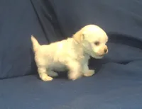 Jade - Tiny Teacup, a female Maltipoo for sale in Interlochen, MI – 4 of 7