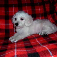 Lad, non-shedding, a male Maltipoo and Poodle - Toy  for sale in Interlochen, MI – Photo 6 of 6