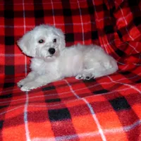 Lad, non-shedding, a male Maltipoo and Poodle - Toy  for sale in Interlochen, MI – Photo 5 of 6