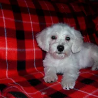 Lad, non-shedding, a male Maltipoo and Poodle - Toy  for sale in Interlochen, MI – Photo 1 of 6