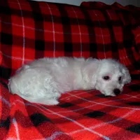 Lad, non-shedding, a male Maltipoo and Poodle - Toy  for sale in Interlochen, MI – Photo 2 of 6