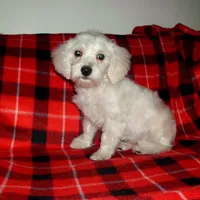 Lad, non-shedding, a male Maltipoo and Poodle - Toy  for sale in Interlochen, MI – Photo 3 of 6