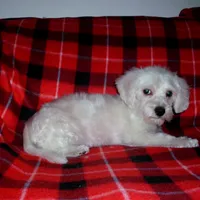 Lad, non-shedding, a male Maltipoo and Poodle - Toy  for sale in Interlochen, MI – Photo 4 of 6