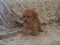 Hal - In-Home-Raised Toy Poodle male, a male Poodle - Toy  for sale in Interlochen, MI – 4 of 5
