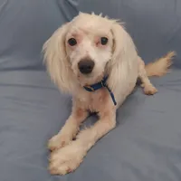Apollo, in home raised in Michigan, non-shedding, a male Maltipoo for sale in Interlochen, MI – Photo 3 of 5