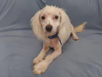 Apollo, in home raised in Michigan, non-shedding, a male Maltipoo for sale in Interlochen, MI – Photo 3 of 5