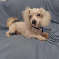 Apollo, in home raised in Michigan, non-shedding, a male Maltipoo for sale in Interlochen, MI – Photo 1 of 5