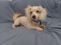 Apollo, in home raised in Michigan, non-shedding, a male Maltipoo for sale in Interlochen, MI – Photo 1 of 5