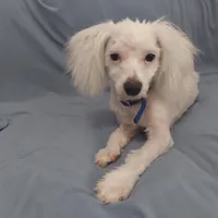Apollo, in home raised in Michigan, non-shedding, a male Maltipoo for sale in Interlochen, MI – Photo 4 of 5
