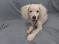 Apollo, in home raised in Michigan, non-shedding, a male Maltipoo for sale in Interlochen, MI – Photo 4 of 5