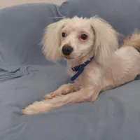 Apollo, in home raised in Michigan, non-shedding, a male Maltipoo for sale in Interlochen, MI – Photo 5 of 5