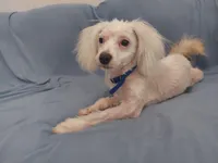 Apollo, in home raised in Michigan, non-shedding, a male Maltipoo for sale in Interlochen, MI – Photo 5 of 5