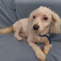 Apollo, in home raised in Michigan, non-shedding, a male Maltipoo for sale in Interlochen, MI – Photo 2 of 5