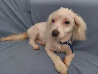 Apollo, in home raised in Michigan, non-shedding, a male Maltipoo for sale in Interlochen, MI – Photo 2 of 5