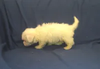 Paris - great for apartments - MaltiPoo male, a male Maltipoo and Maltese for sale in Interlochen, MI – 5 of 5