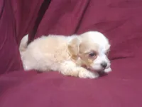 Emerald, a male Maltipoo for sale in Interlochen, MI – 3 of 5