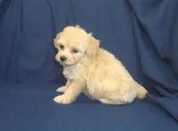 Zeus is in home raised & non-shedding, a male Maltese and Poodle - Toy  for sale in Interlochen, MI – 4 of 6