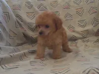 Hal, Toy Poodle male, in-home raised, non-shedding, a male Poodle - Toy  for sale in Interlochen, MI – 2 of 2