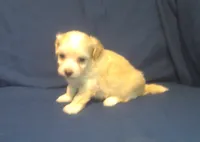 Amethyst, a female Maltipoo for sale in Interlochen, MI – 2 of 9