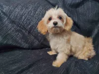 Opalescent, beautiful MaltiPoo female, very loving, a female Maltipoo for sale in Interlochen, MI – 1 of 4