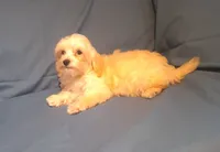Spike, MaltiPoo male, non-shedding, in home raised, a male Maltipoo and Poodle - Toy  for sale in Interlochen, MI – 2 of 5