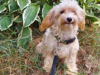 Opalescent, great for apartments, a female Maltipoo for sale in Interlochen, MI – 2 of 4